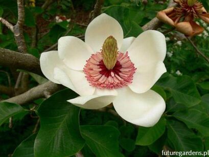 Magnolia wieseneri /60cm *K11