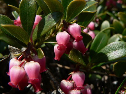 Mącznica lekarska Arctostaphylos uva-ursi /C1,5 *K19