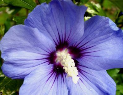 HIBISCUS syriacus 'Blue Bird' OISEAU BLEU na PNIU Ketmia syryjska C5/Pa100cm