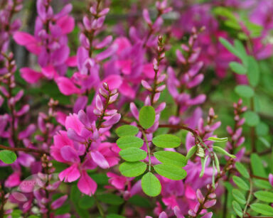 Indygowiec himalajski SILK ROAD Indigofera himalayensis /C2 *9