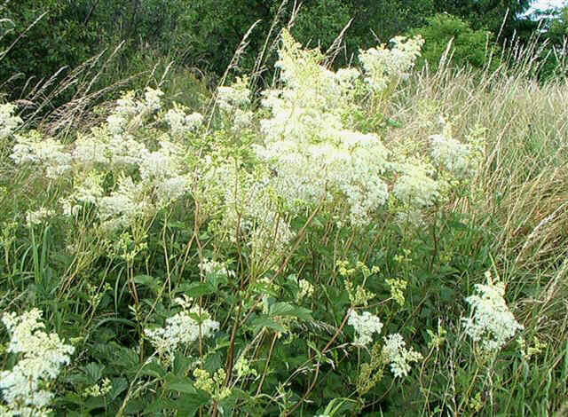 Wiązówka błotna BIAŁA Filipendula ulmaria /C1,5 *K3