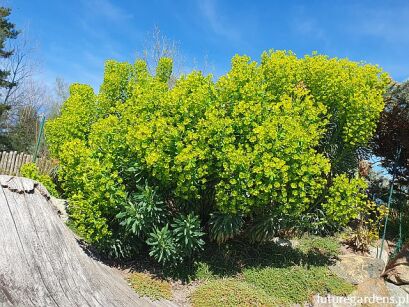 Euphorbia characias sub. Wulfenii Wilczomlecz /C2 *K10