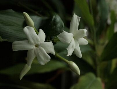 Jaśmin lekarski CLOTTED CREAM Jasminum officinale C2/60-80cm *K10
