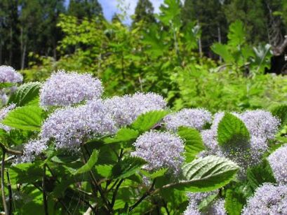 Hortensja owłosiona Hydrangea hirta Thunberg Siebold