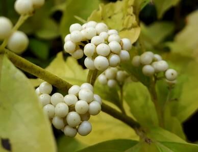 Pięknotka karłowa ALBIFRUCTA Callicarpa dichotoma C2/50cm