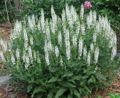 Szałwia SALUTE WHITE Salvia nemorosa /C2 *K16