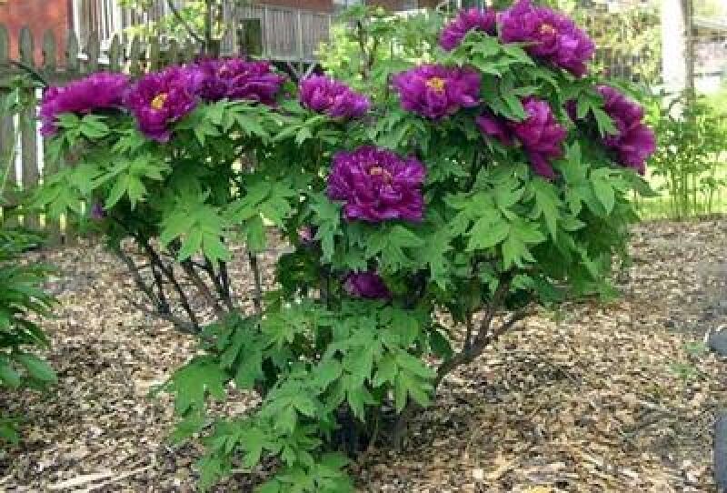 Piwonia drzewiasta FIOLETOWA (Wu Long Peng Sheng) Paeonia suffruticosa /P14 *K14
