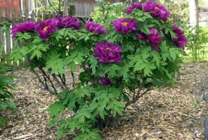 Piwonia drzewiasta FIOLETOWA (Wu Long Peng Sheng) Paeonia suffruticosa /P14 *K14
