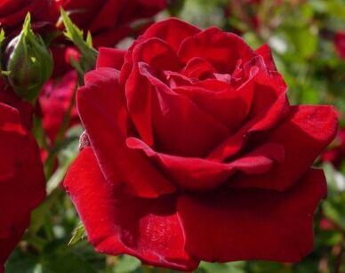 Róża RUBY RUBY 'Weksactrumi'®  Rosa R' Ruby Ruby