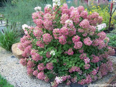 Hortensja wiechowata DIAMANT ROUGE® Hydrangea paniculata 'Rendia' /C9 *K17