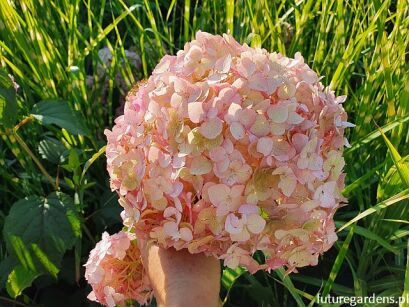Hydrangea arborescens Candybelle® Bubblegum (‘GRHYAR1407’PBR) /C5 *T16