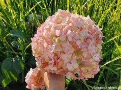 Hydrangea arborescens Candybelle® Bubblegum (‘GRHYAR1407’PBR) /C5 *K17