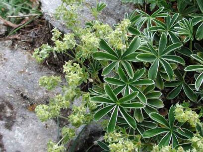 Przywrotnik alpejski Alchemilla alpina /C1