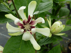 Kielichowiec x VENUS Calycanthus C5/50-60cm *K11