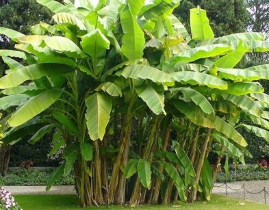 Banan - nasiona - 1szt  Musa ensete