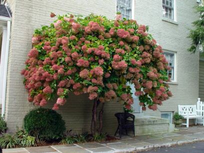 Hortensja bukietowa GRANDIFLORA Hydrangea paniculata /P15 *K18