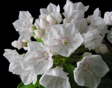 Kalmia karłowa ELF Kalmia latifolia C4/30-50cm *K9