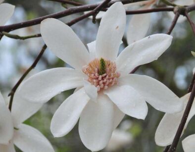 Magnolia JOLI POMPON C5/40-60cm *8T