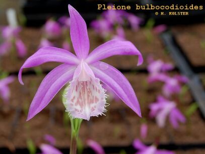 Pleione bulbocodioides Storczyk ogrodowy /C2 *T46