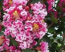 Lagerstroemia BERLINGOT MENTHE C6/40-60cm *G