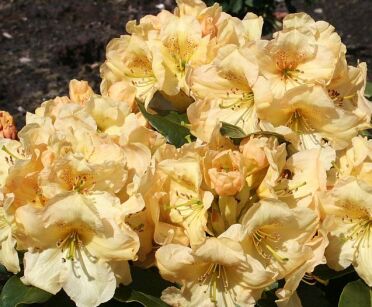 Rhododendron wardii GOLDKOLLIER Różanecznik balot/30-40cm *P26