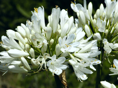 Agapant ALBUS Agapanthus africanus /P9 *22T*G