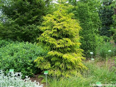 Świerk kaukaski SKYLANDS Picea orientalis P15/50-80cm *4K