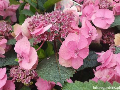 Hortensja piłkowana BLUEBERRY CHEESECAKE Hydrangea serrata 'MAK20' Flairs&Flavours /C2 *K18