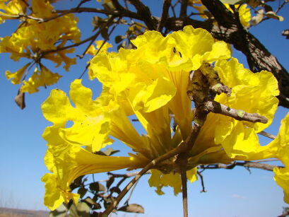 Tabebuia aurea