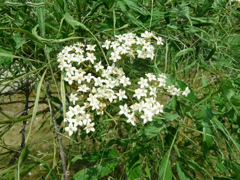 Bez czarny LINEARIS Sambucus nigra /C5