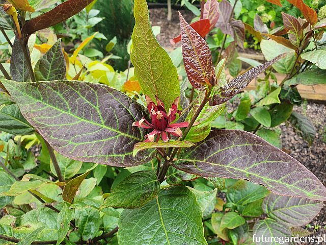 Kielichowiec wonny ATROPURPUREUS Calycanthus floridus C3/10-30cm *K14 *T1