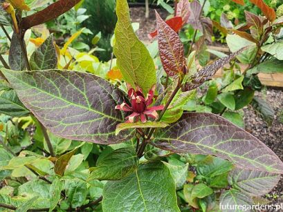 Kielichowiec wonny ATROPURPUREUS Calycanthus floridus C3/10-30cm *K14 *T1