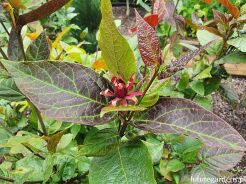 Kielichowiec wonny ATROPURPUREUS Calycanthus floridus C3/10-30cm *K14 *T1