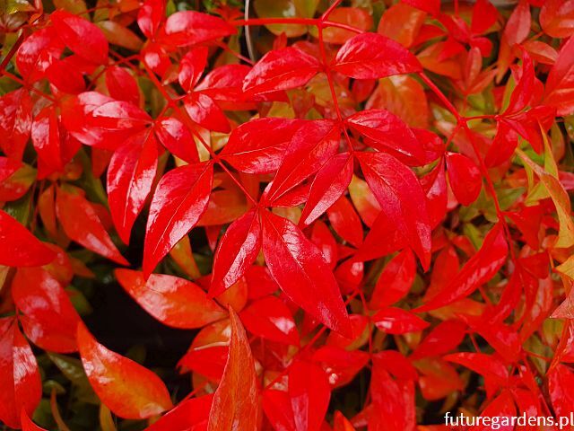 Nandina domestica OBSESSED /C2 *T64