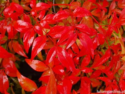 Nandina domestica OBSESSED /C2 *T64