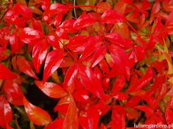 Nandina domestica OBSESSED /C2 *T12-T13