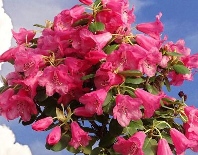 Rhododendron callimorphum /C5