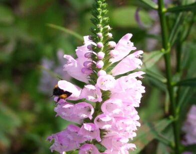 Odętka wirginijska RÓŻOWA Physostegia virginiana /P11 *K7