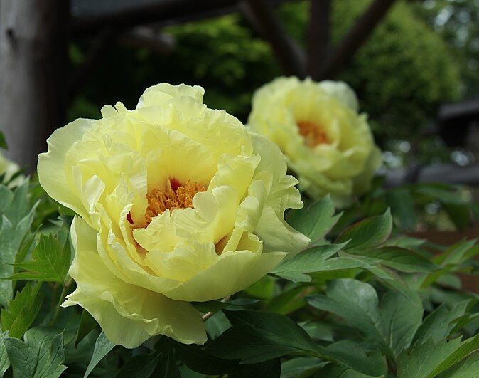 Piwonia drzewiasta OUKAN-Hai Huang (żółta) Paeonia suffruticosa C4/50-60cm *K14