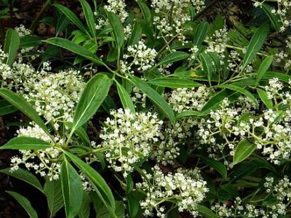 Kalina Henryego Viburnum henryi C3/40cm *K11