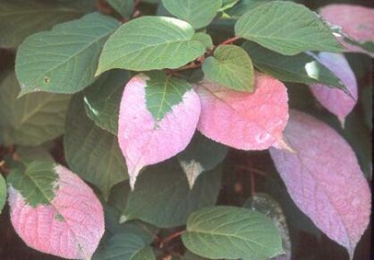 Aktinidia pstrolistna ADAM Actinidia kolomikta Kiwi