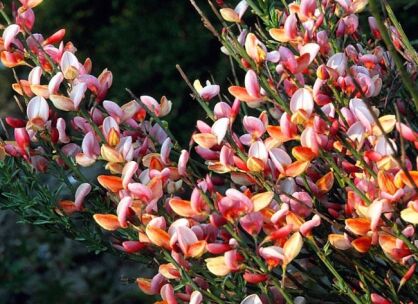 Żarnowiec ZEELANDIA na pniu Szczodrzeniec Cytisus C4/Pa60(100)cm *K12