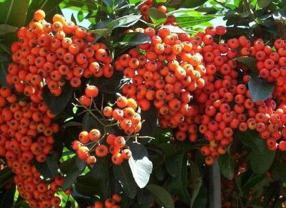 Ognik szkarłatny KASAN Pyracantha coccinea 