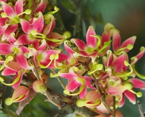 Lomatia ferruginea C2/20cm *K10