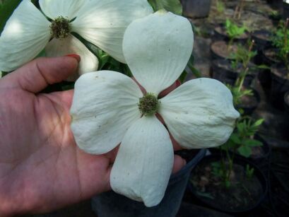 Dereń 'Rutgan' Celestial GALAXY Cornus C5/80-100cm *TL