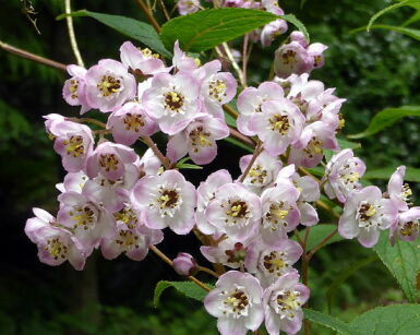 Deutzia hookeriana Żylistek /C3