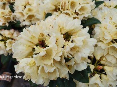 Rhododendron yakushimanum GOLDPRINZ na PNIU Różanecznik C7,5/Pa60(80)cm *K10