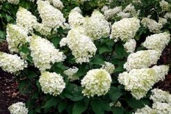 Hortensja bukietowa SILVER DOLLAR Hydrangea paniculata /C2 *K17