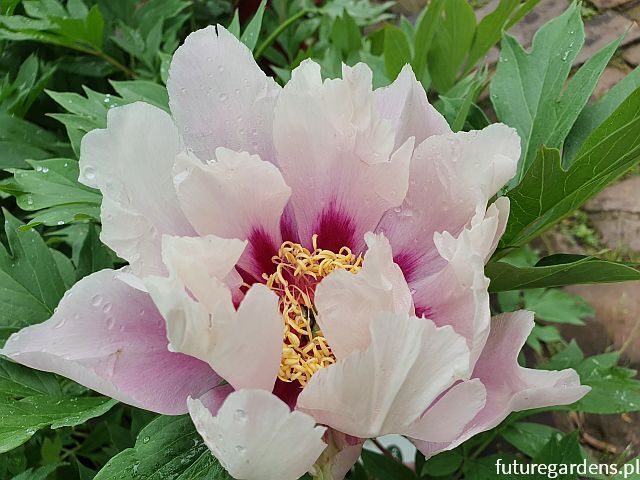 Piwonia ITOH CORA LOUISE z serii Intersectional Paeonia ITOH /C4 *K14