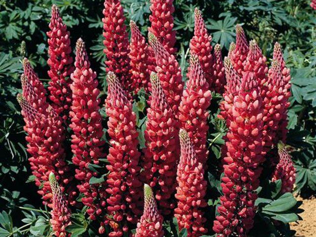 Łubin GALLERY RED Lupinus nanus /P9 *K16